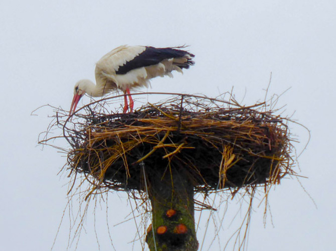 Ein Weißstorch steht auf einem großen Nest aus Zweigen auf einer hohen Stange und ordnet Stöcke mit seinem Schnabel vor dem wolkenverhangenen Himmel - einer von vielen Störchen, die hoch über der Landschaft nisten.
