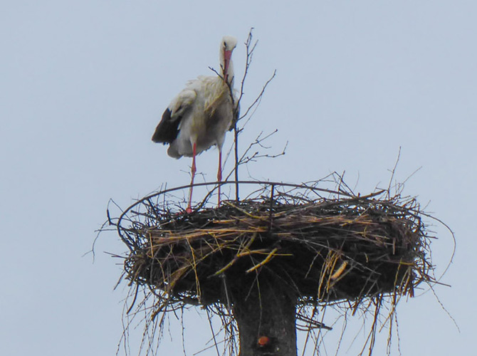 Ein Storch steht auf einem Bein in einem großen Nest aus Stöcken auf einer hohen Stange vor einem grauen Himmel und verdeutlicht die Eleganz der Störche in ihrem natürlichen Lebensraum.