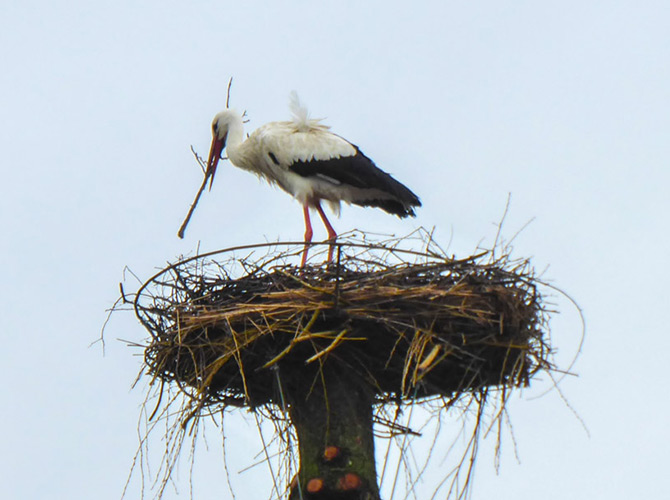 Ein Weißstorch, einer der majestätischen Störche, steht in einem großen Nest auf der Spitze eines Pfahls und hält einen Stock im Schnabel vor einem blassen Himmel.