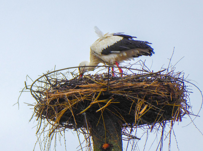 Ein Storch steht in einem großen Nest aus Stöcken auf einer Stange vor einem wolkenverhangenen Himmel, den Kopf nach unten geneigt - eine klassische Szene bei Störchen, die hoch über dem Boden nisten.