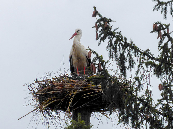 Ein Weißstorch steht in einem großen Nest aus Zweigen auf einem Pfahl, in der Nähe sind Kiefernzweige und gelegentlich andere Störche vor dem grauen Himmel zu sehen.