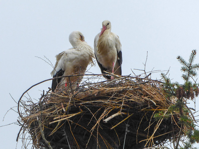 Zwei Störche stehen zusammen in einem großen Nest aus Stöcken, das auf einem hohen Bauwerk gegen einen blassen Himmel thront.