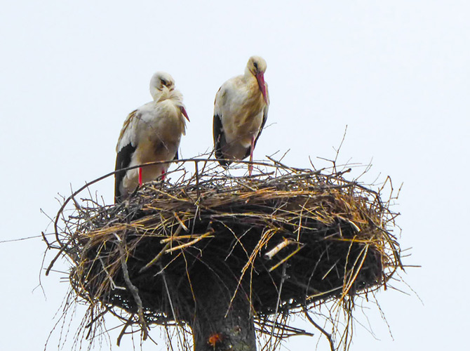 Zwei Störche stehen in einem großen Nest aus Zweigen auf einer hohen Stange vor einem blassen Himmel.