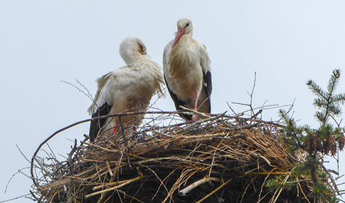Zwei Störche stehen auf einem großen Nest aus Zweigen, auf der rechten Seite des Bildes ist spärliches Grün zu sehen.